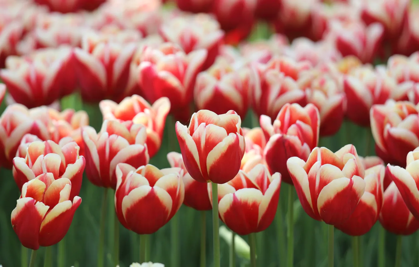 Photo wallpaper flowers, spring, tulips, red, flowerbed, a lot, striped, two-tone