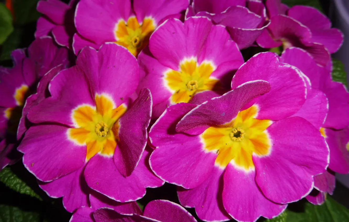Photo wallpaper spring, pink flowers, Primula