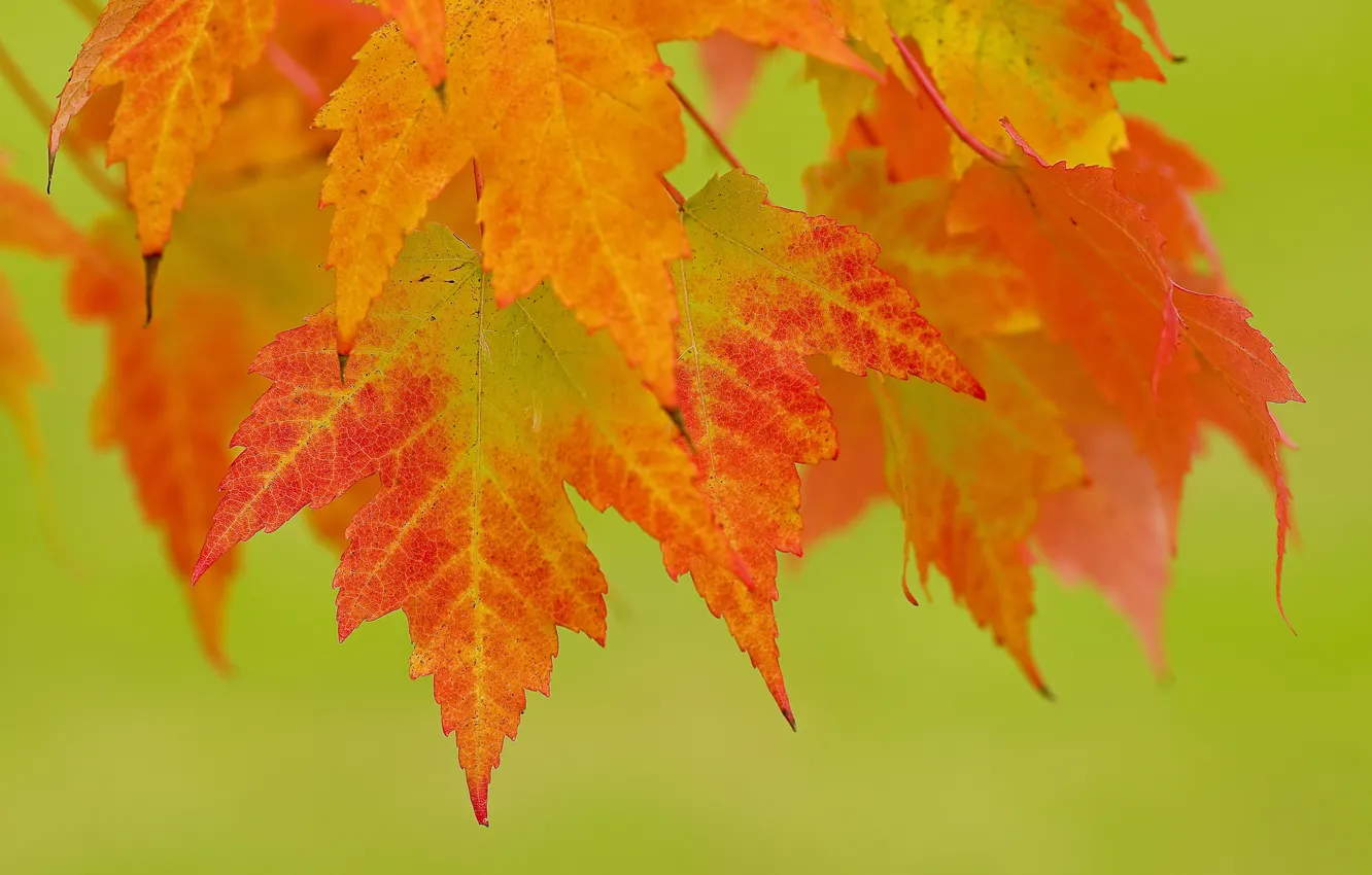 Photo wallpaper leaves, background, branch, red, orange, autumn