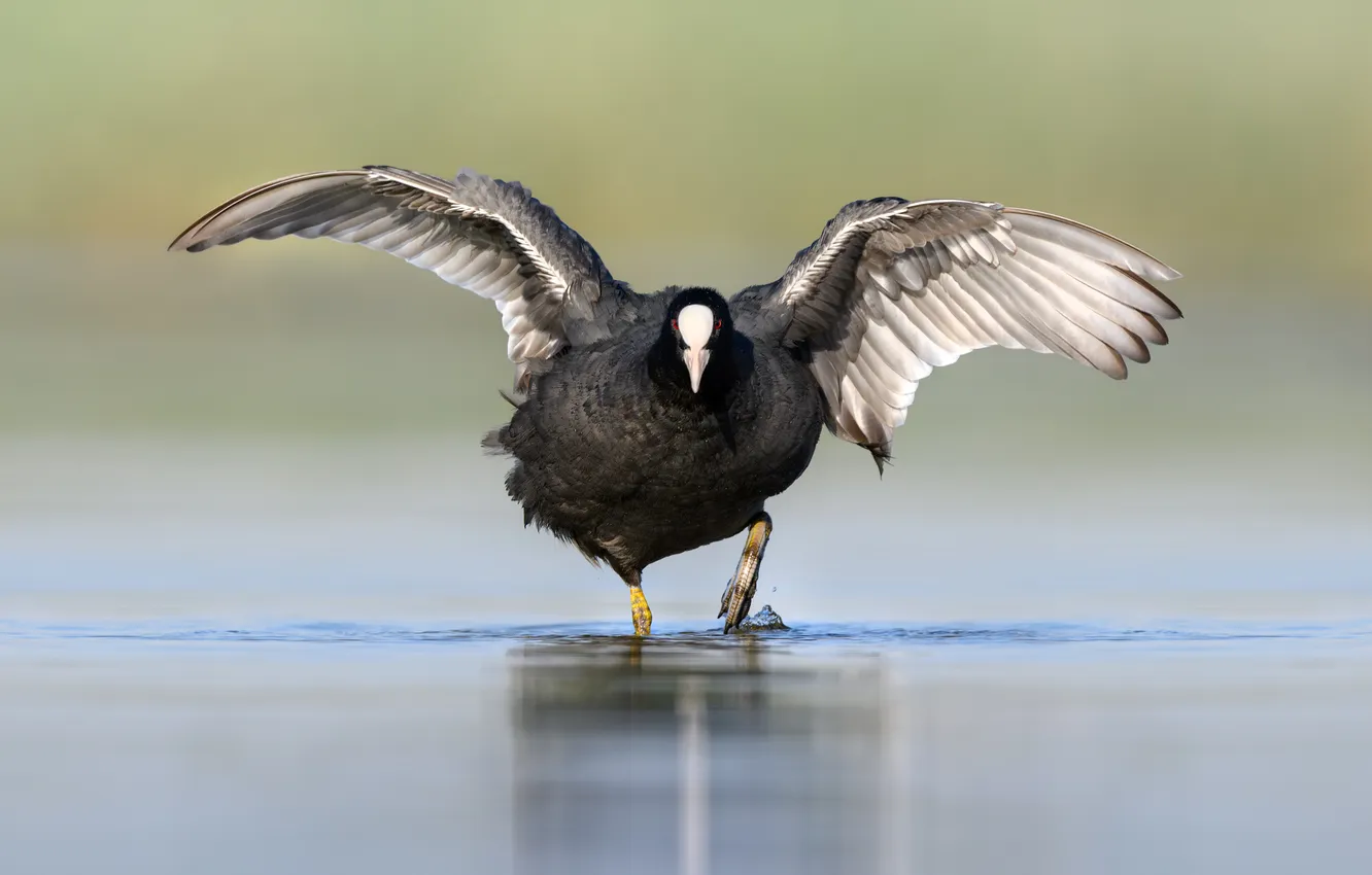 Photo wallpaper bird, water, feathers
