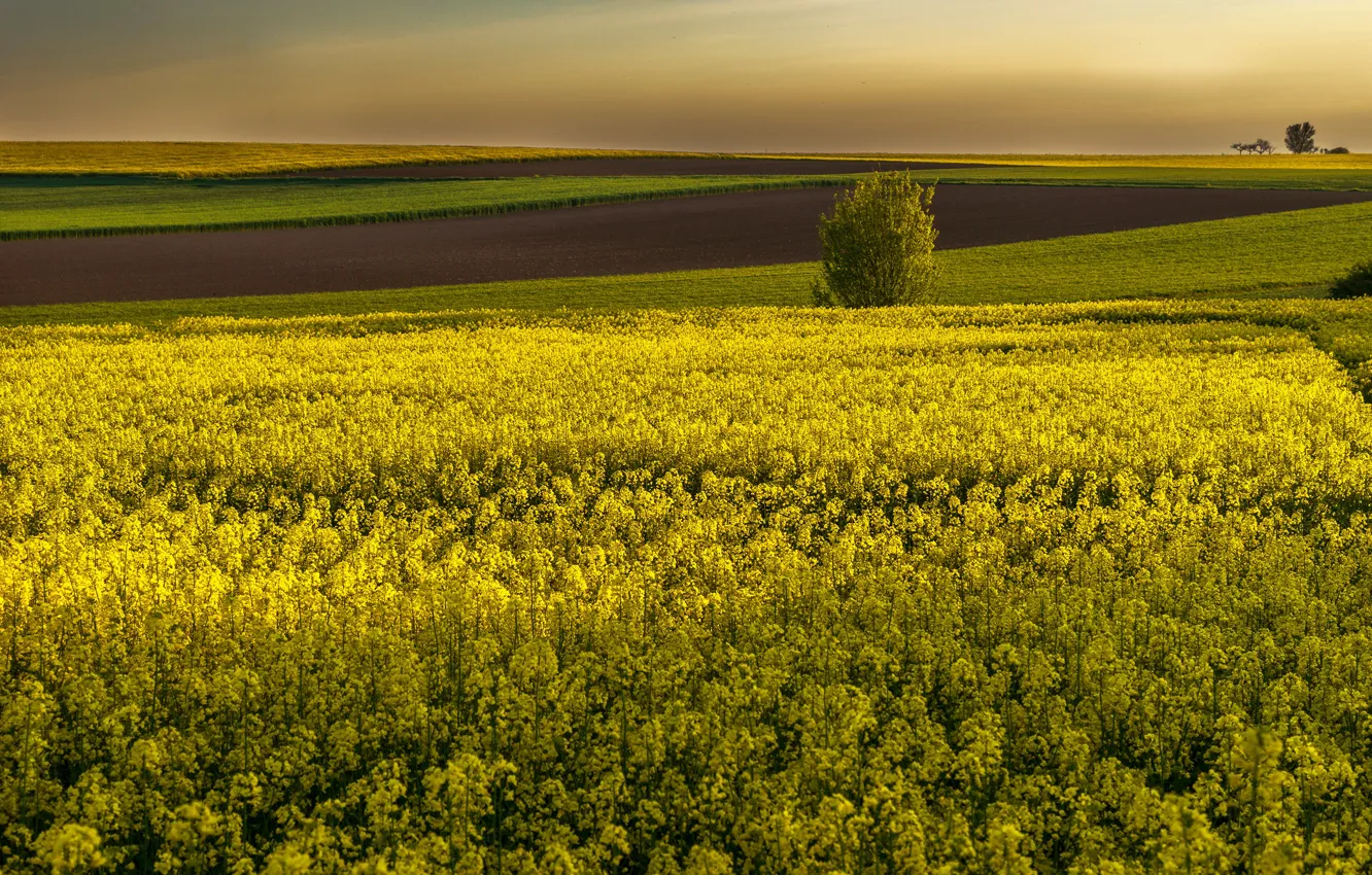Photo wallpaper field, yellow, rape