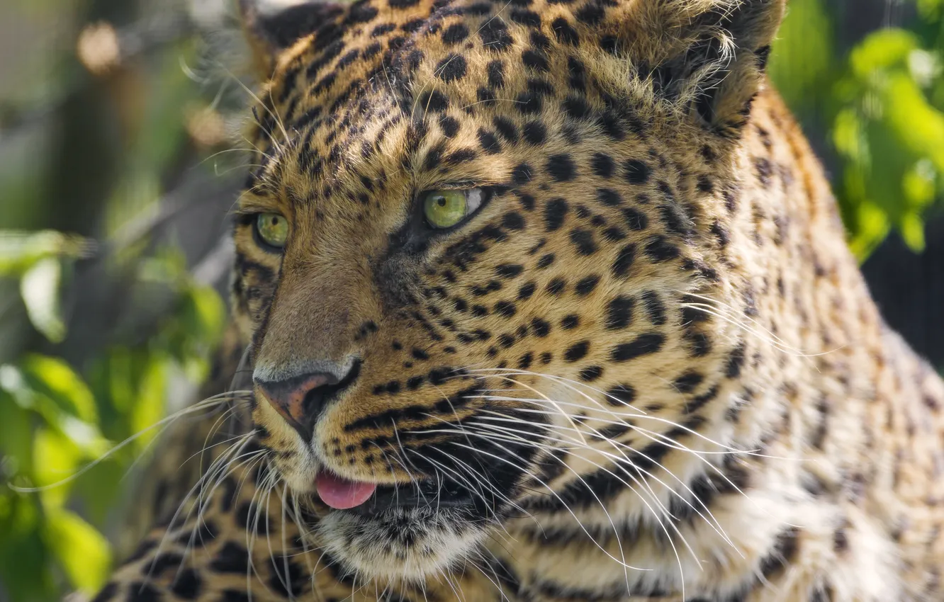 Photo wallpaper language, cat, face, leopard, ©Tambako The Jaguar