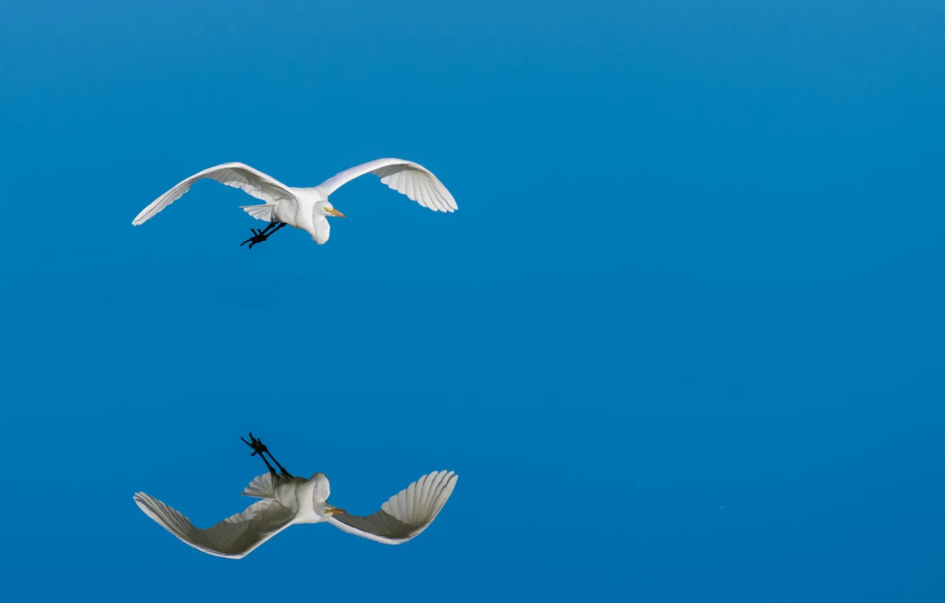 Photo wallpaper flight, bird, otrozhenie