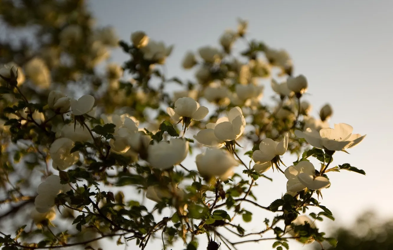 Photo wallpaper leaves, rays, light, trees, sunset, flowers, branches, flowering