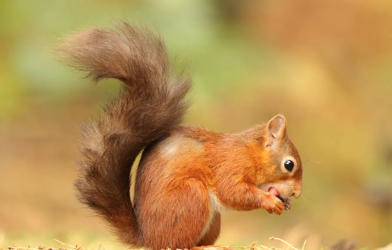 Photo wallpaper pose, protein, tail, red, nuts, eats, squirrel, lunch