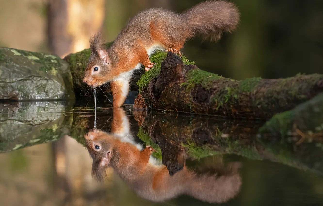 Photo wallpaper water, reflection, thirst, protein, red, rodent, pet