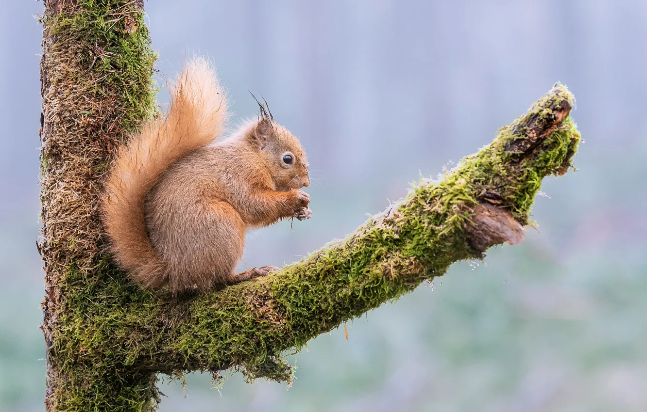 Photo wallpaper look, trees, branches, nature, pose, background, moss, protein