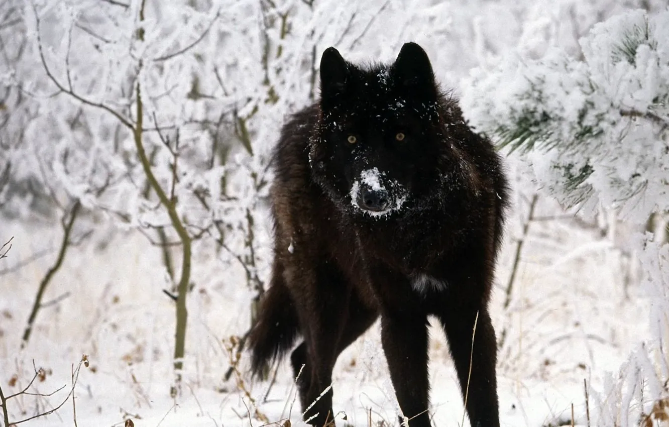 Photo wallpaper Predator, nature, snow, animal, wolf, canis lupus, wildlife, Black Wolf