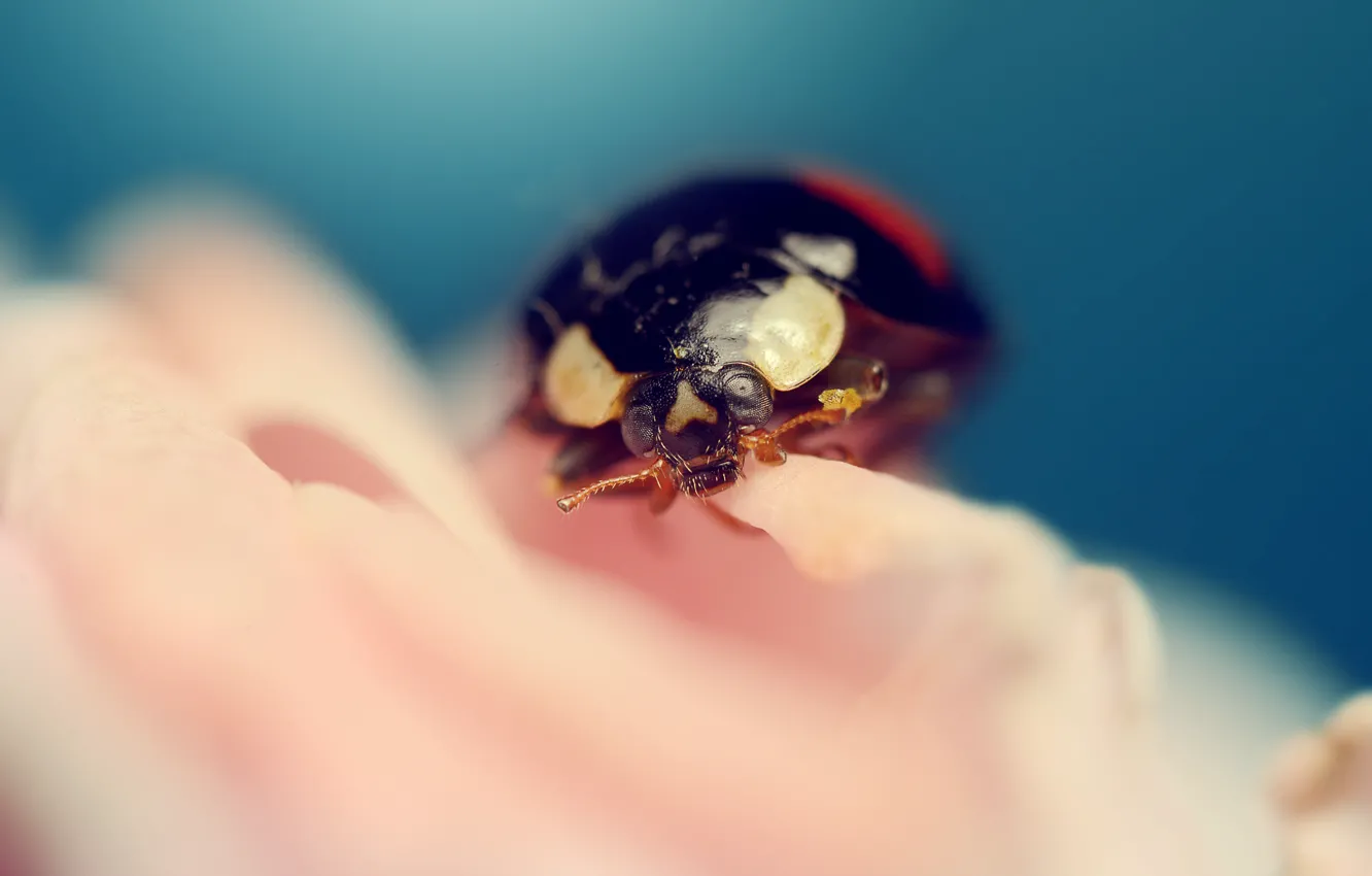 Photo wallpaper ladybug, insect, ladybug