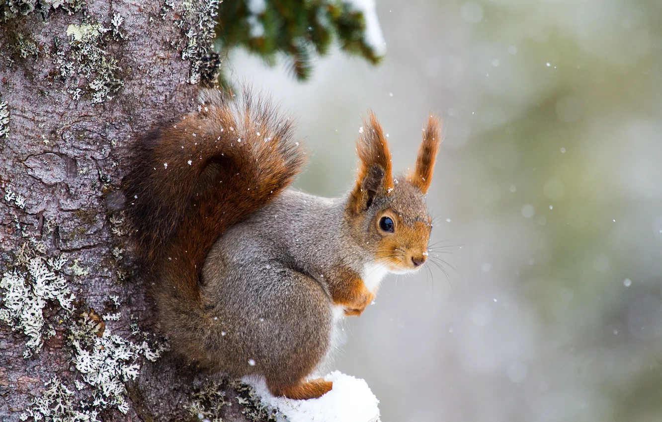 Photo wallpaper snow, tree, protein, rodent