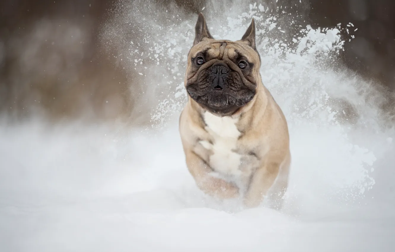 Photo wallpaper snow, dog, beast, French bulldog