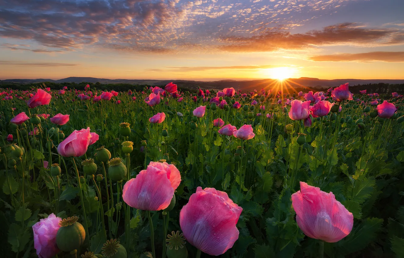 Photo wallpaper field, flowers, sunrise, dawn, Maki, Germany