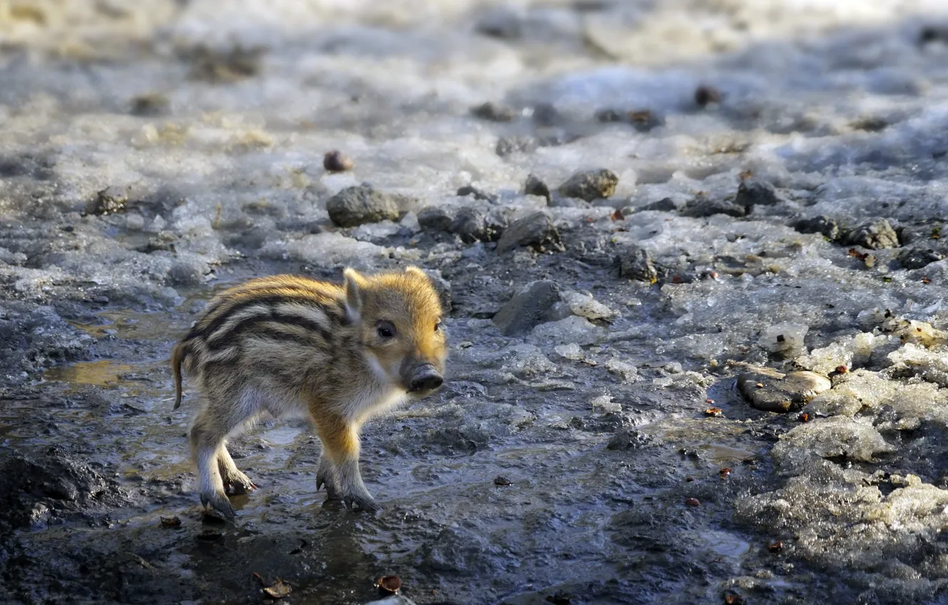 Photo wallpaper winter, background, hog
