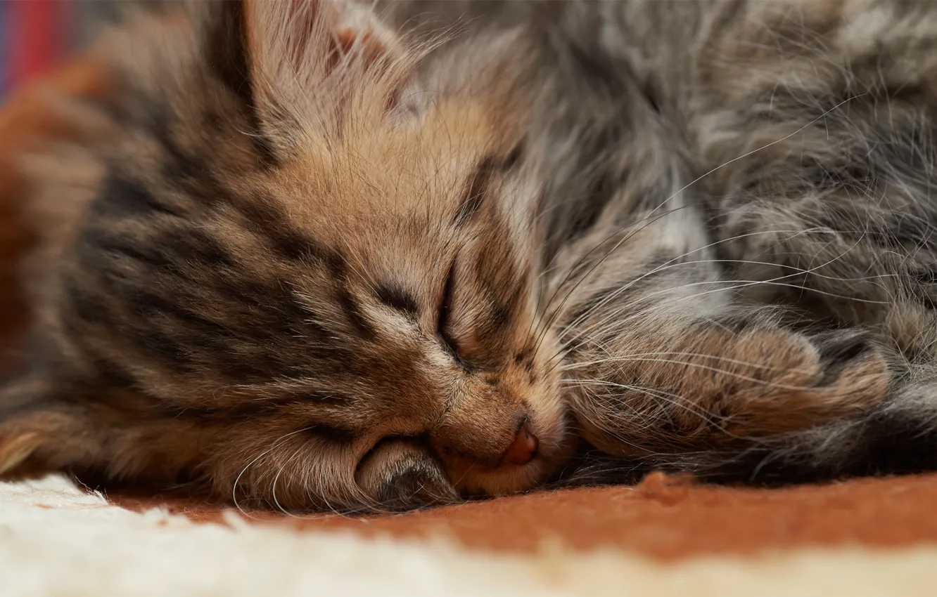 Photo wallpaper cat, face, kitty, sleep, small, sleeping, fur