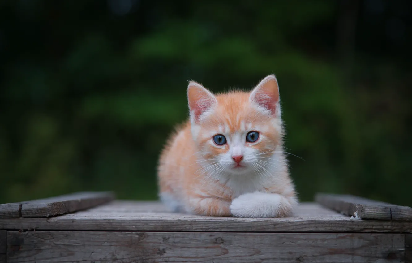 Photo wallpaper cat, look, nature, pose, the dark background, Board, legs, baby