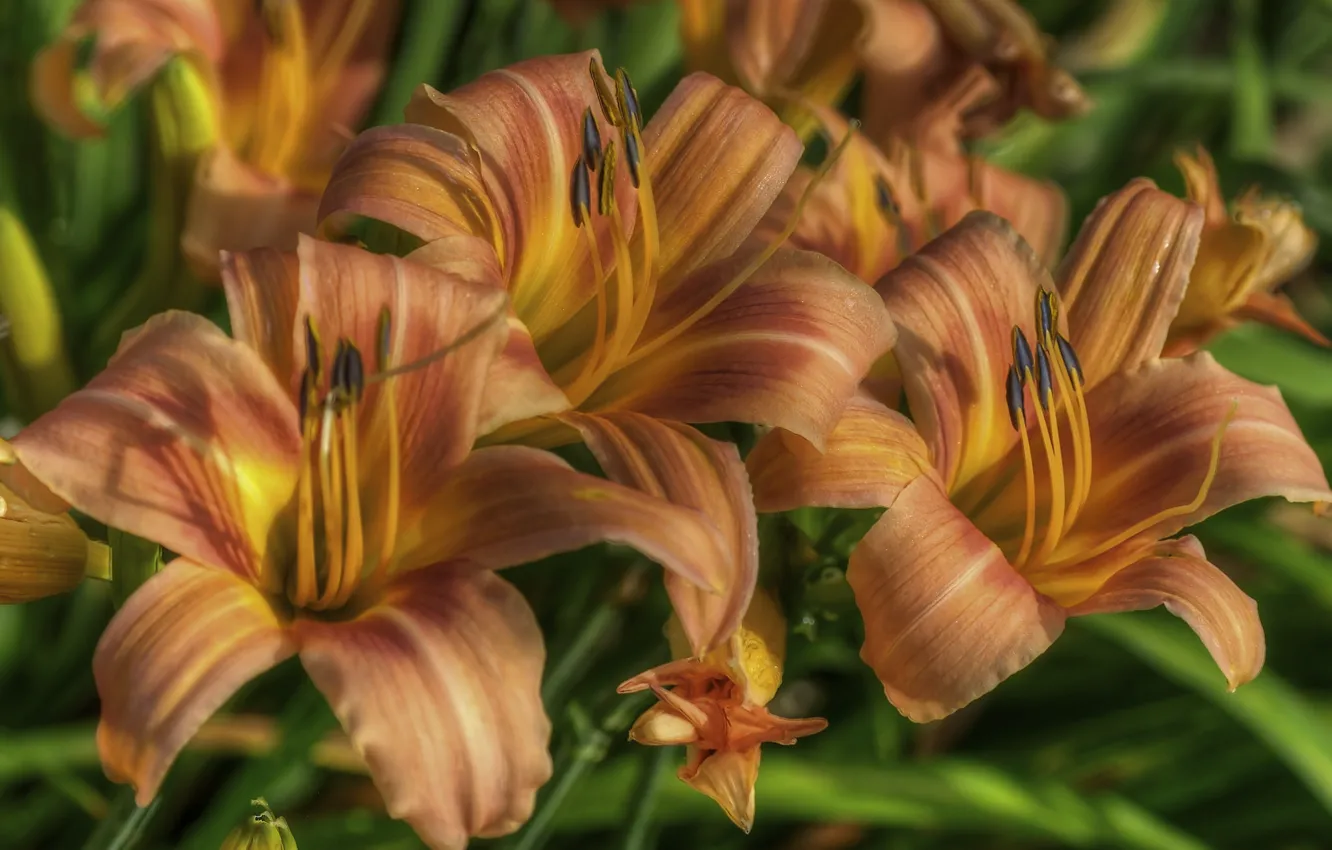 Photo wallpaper macro, Lily, petals