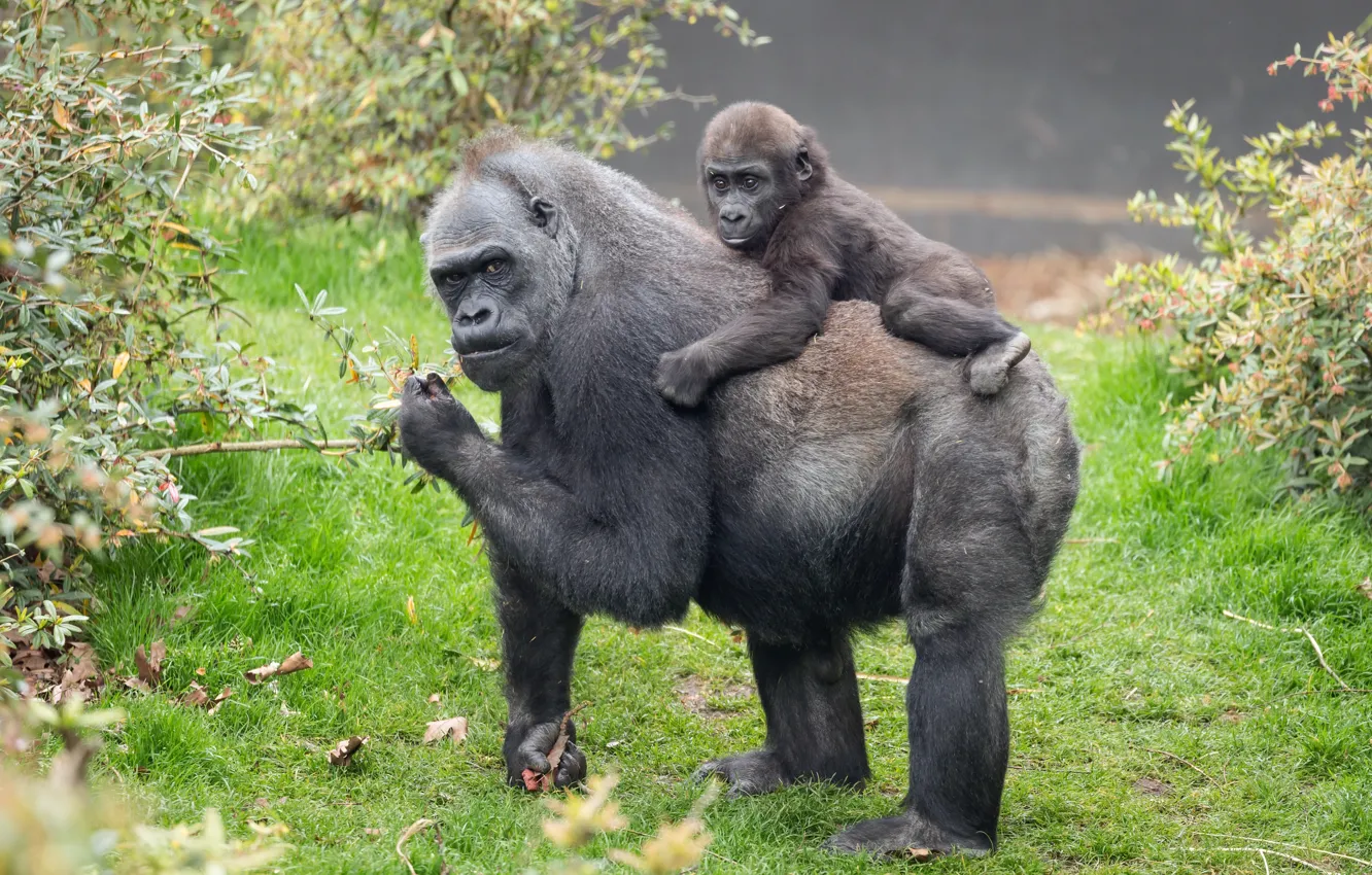 Photo wallpaper nature, background, monkey