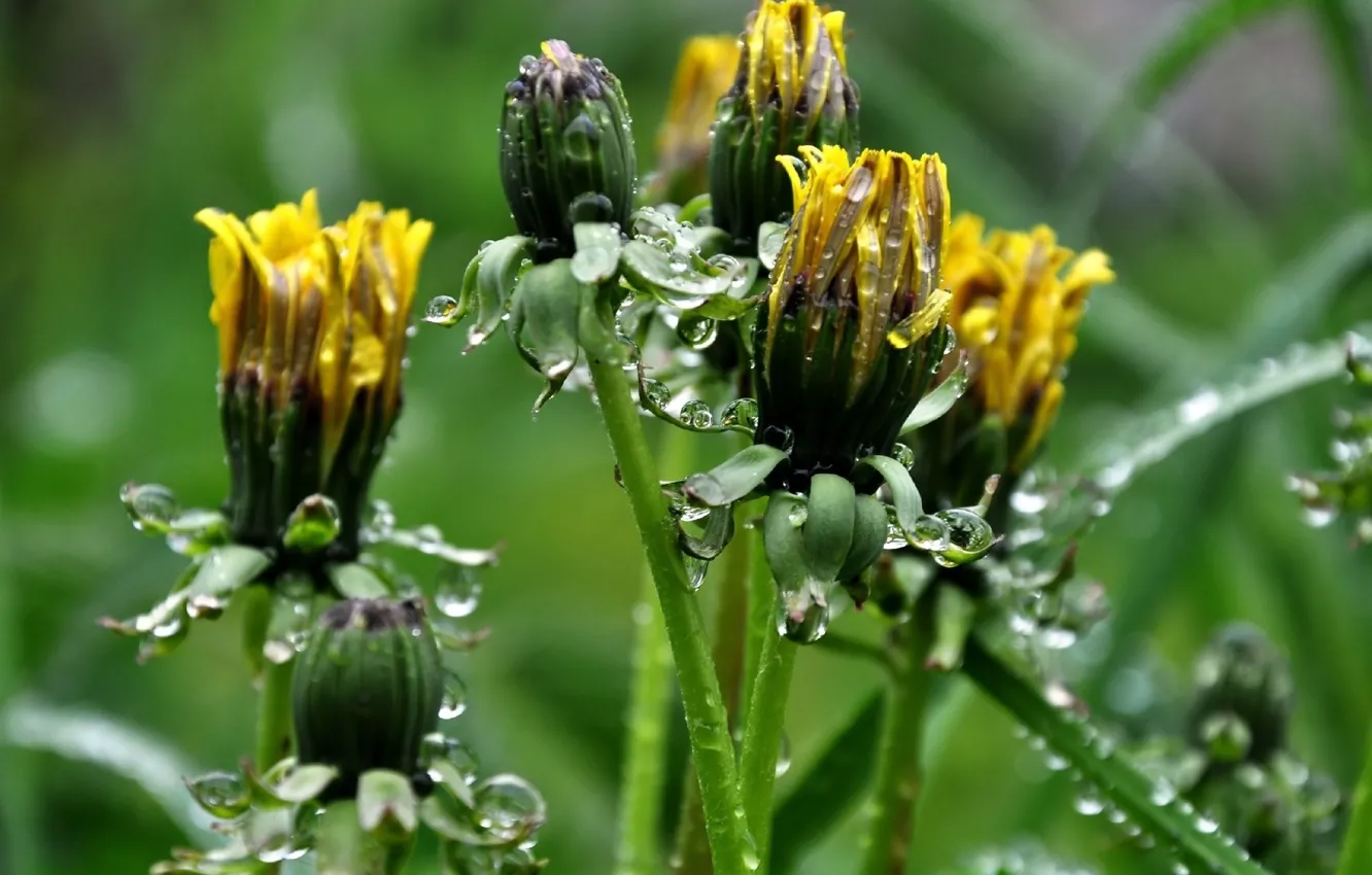 Photo wallpaper wet, drops, spring, meadow, dandelions, buds
