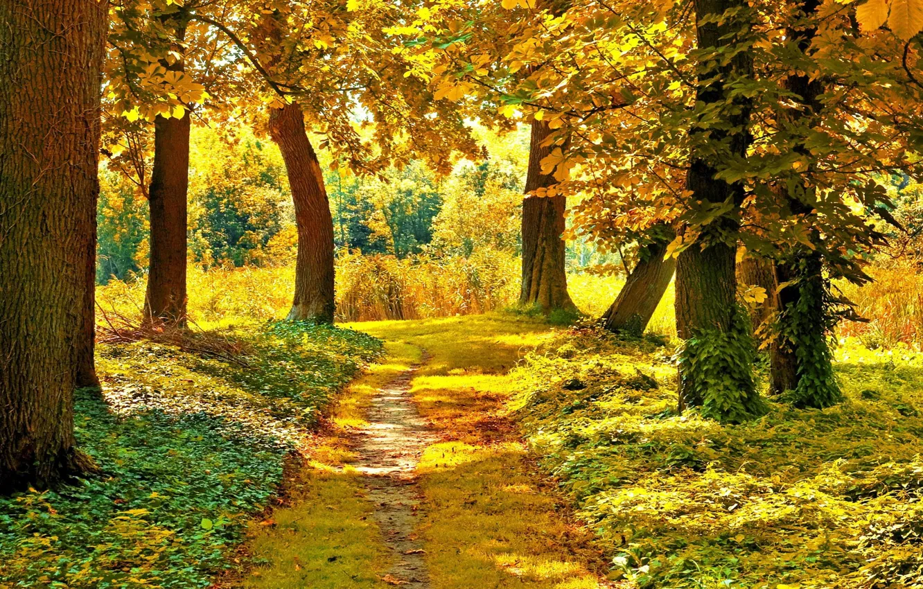 Photo wallpaper road, autumn, forest, trees, the colors of autumn