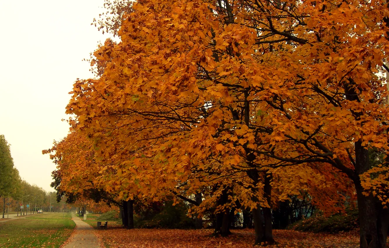 Photo wallpaper leaves, trees, Park, Autumn, track, falling leaves, trees, park