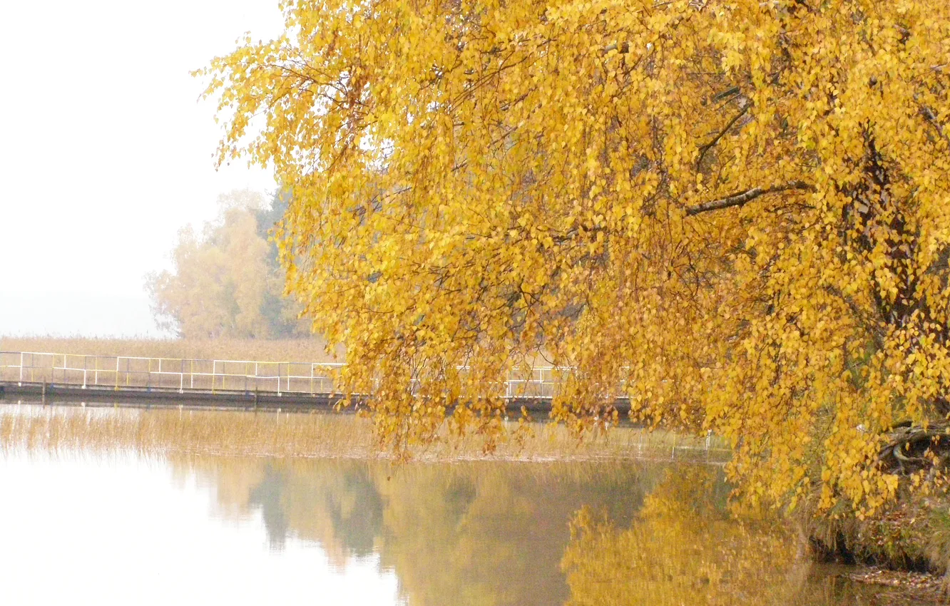 Photo wallpaper autumn, leaves, water, trees, nature, lake