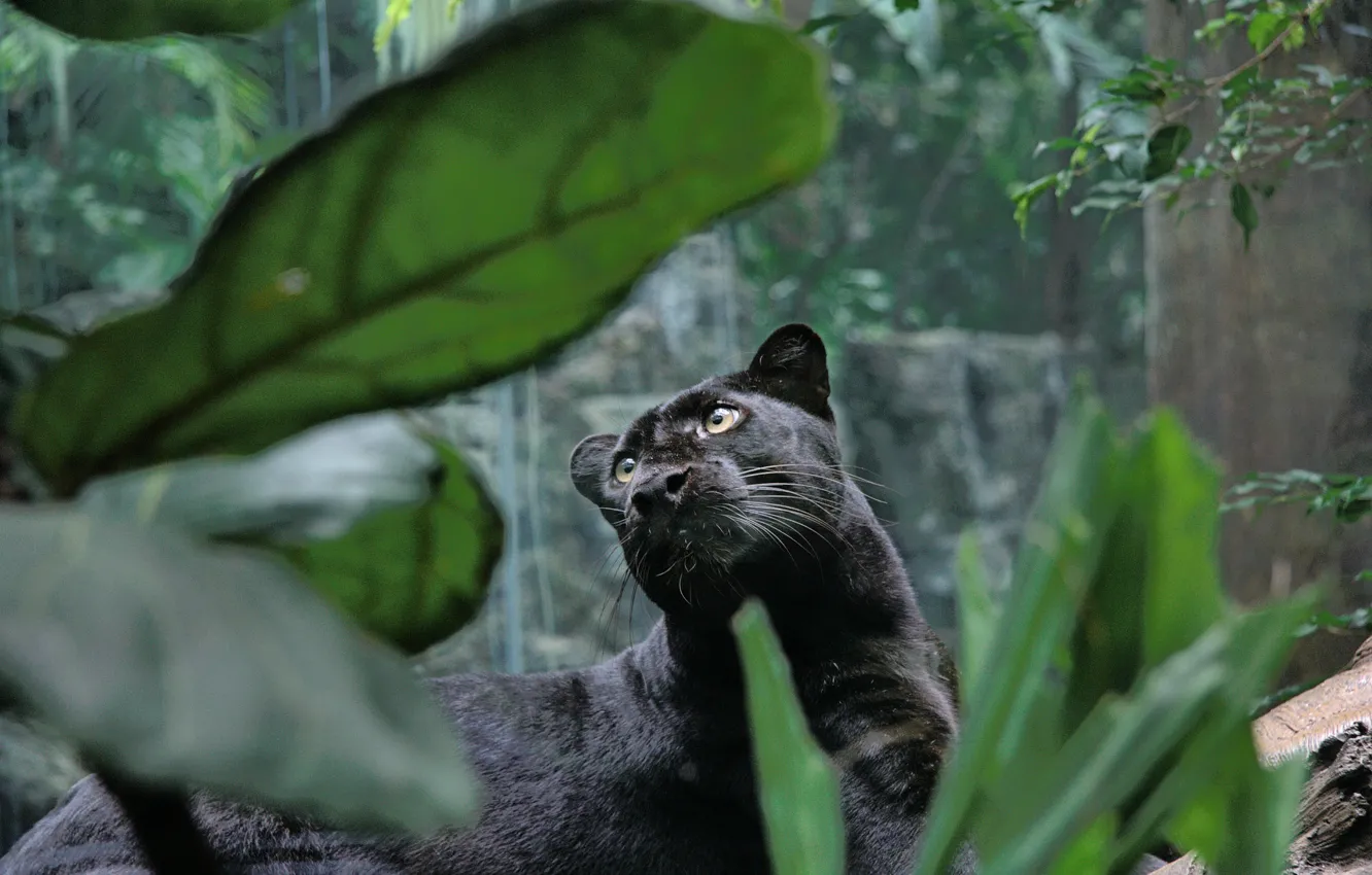 Photo wallpaper forest, cat, face, Wallpaper, black, predator, Panther, jungle
