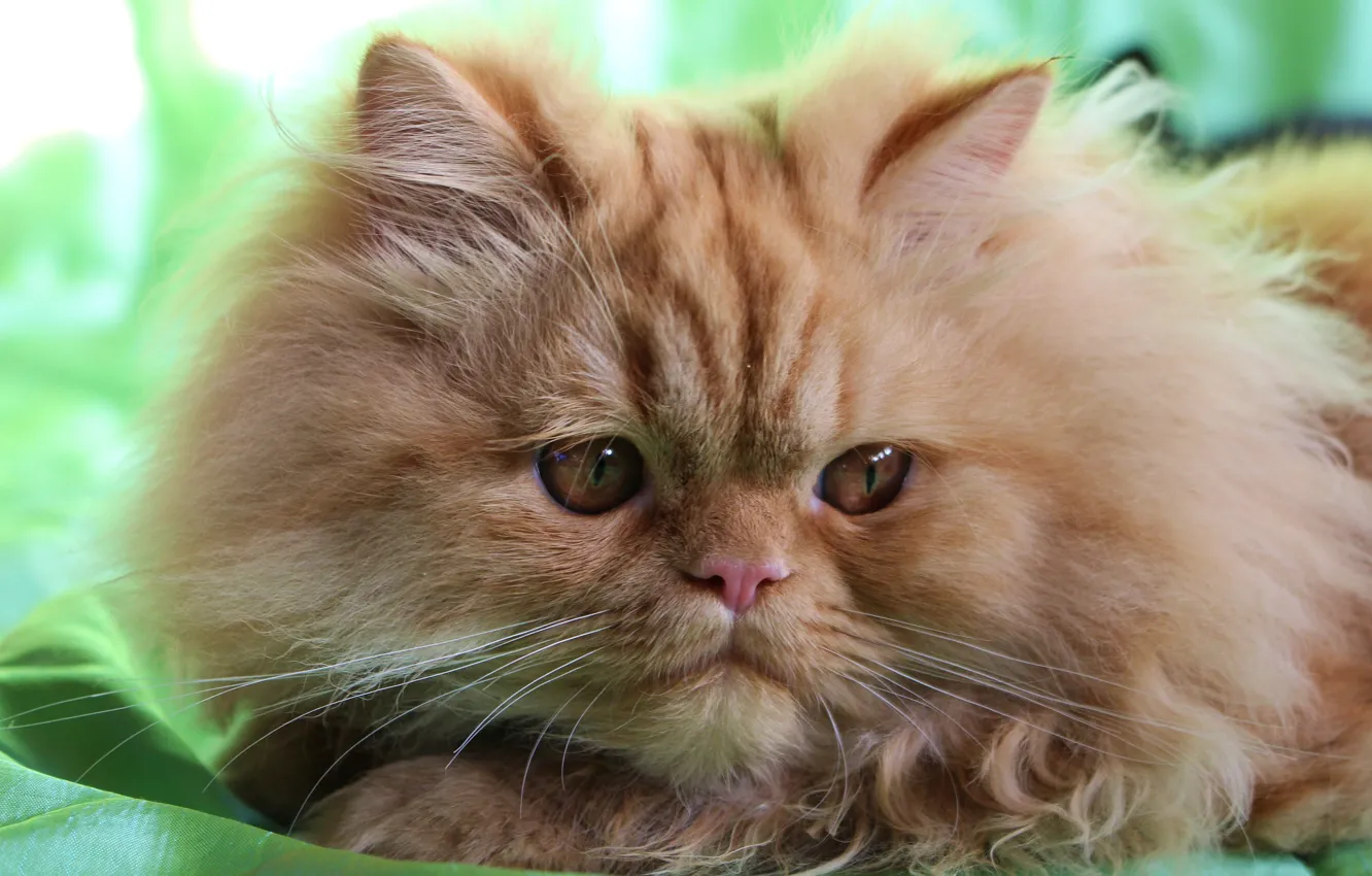 Photo wallpaper look, fluffy, muzzle, red cat, Persian cat