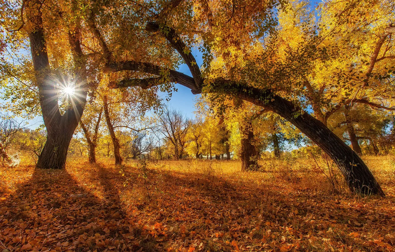 Photo wallpaper autumn, the sun, trees, foliage, Sahaidak Paul