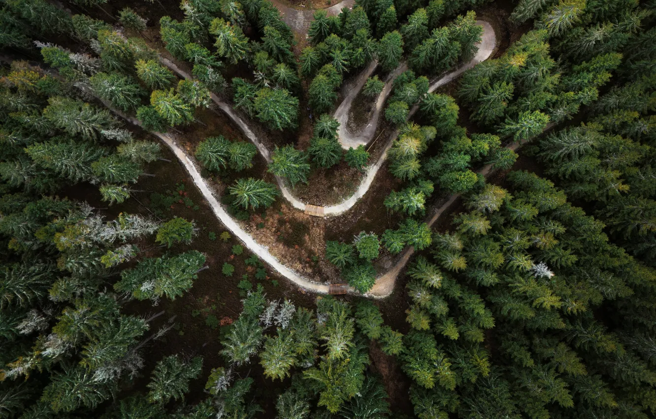 Photo wallpaper road, forest, trees, serpentine, the view from the top, from the height of bird flight, …