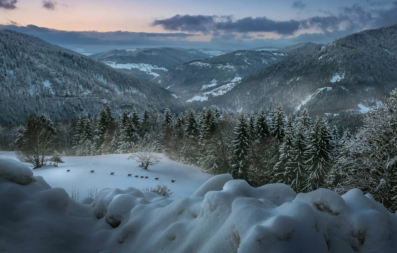 Photo wallpaper winter, forest, animals, landscape, mountains, Germany, deer, Baden-Württemberg