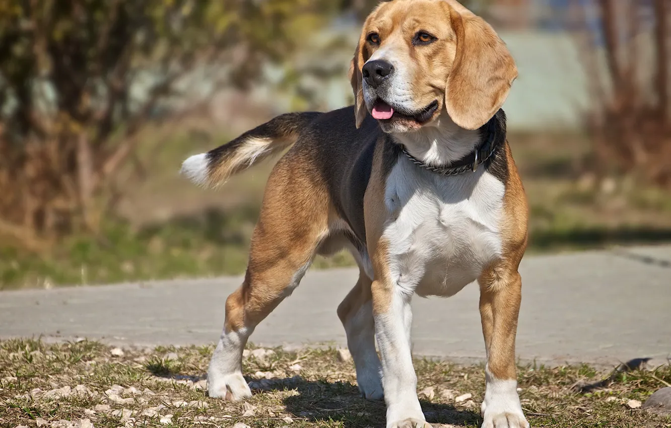 Photo wallpaper each, dog, Beagle