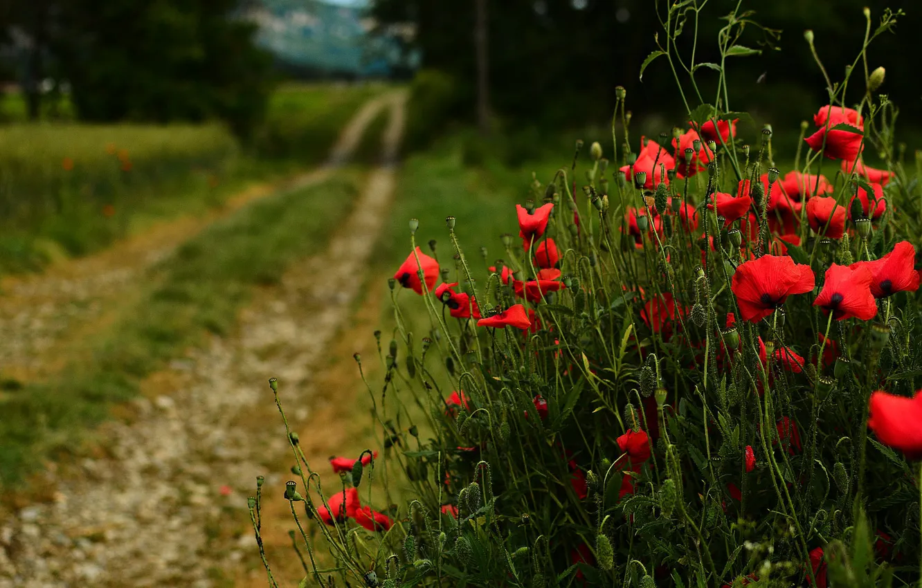 Photo wallpaper road, flowers, red, Maki