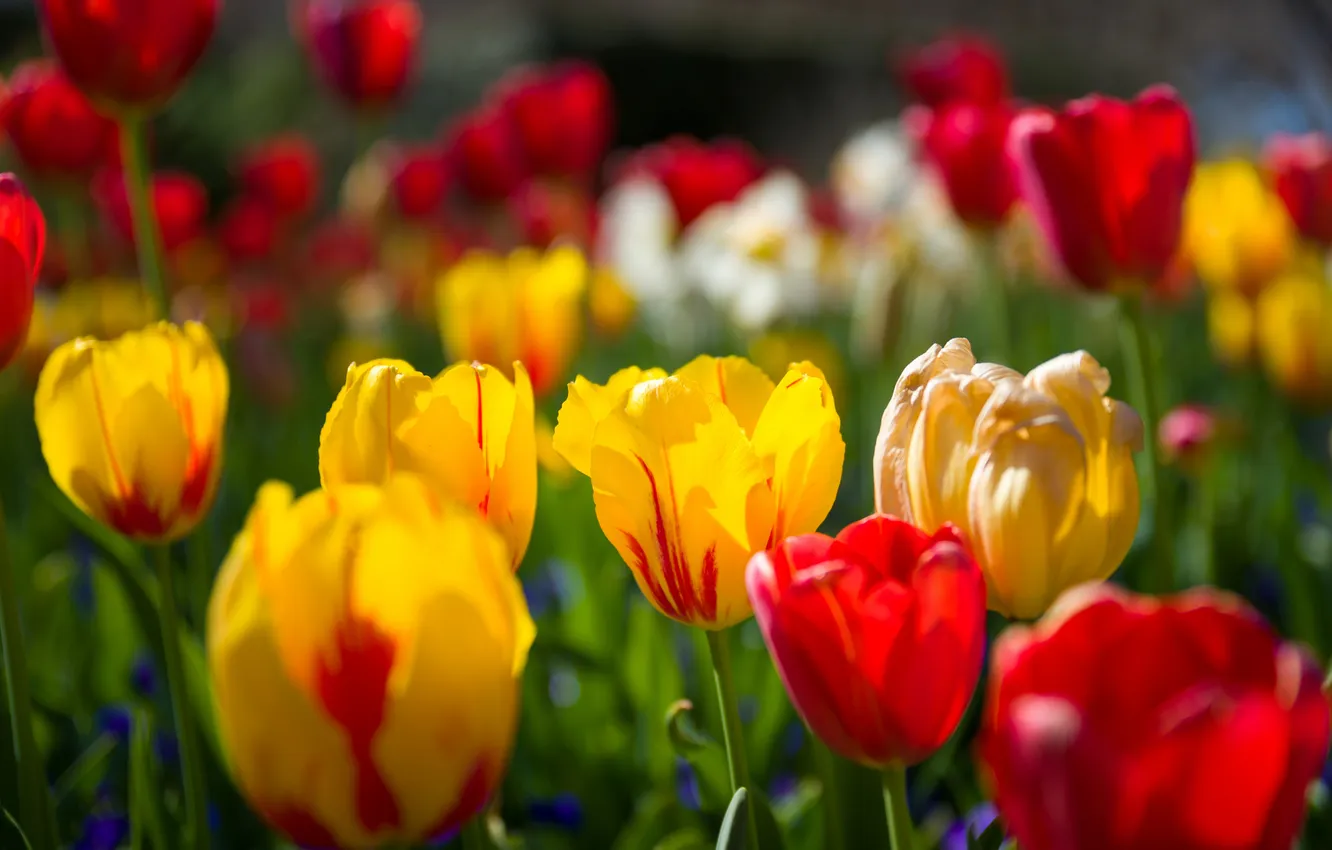 Photo wallpaper light, flowers, yellow, red, bright, spring, tulips, buds