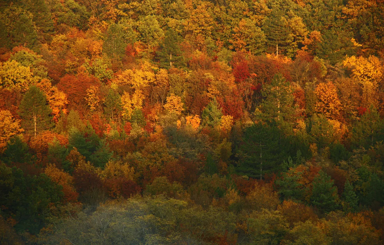 Photo wallpaper autumn, forest, trees, colors, forest, Autumn, fall