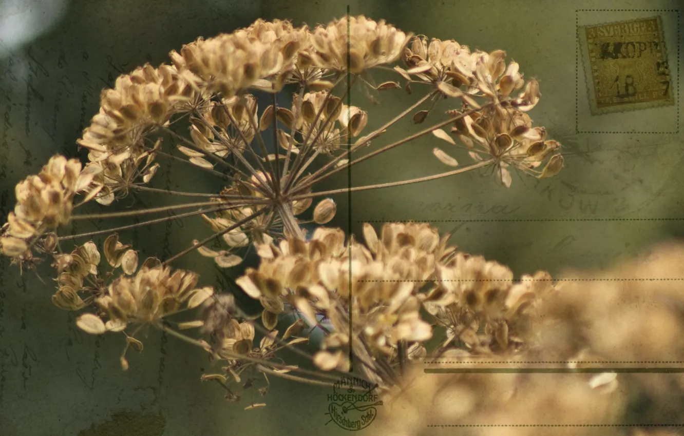 Photo wallpaper flowers, style, background