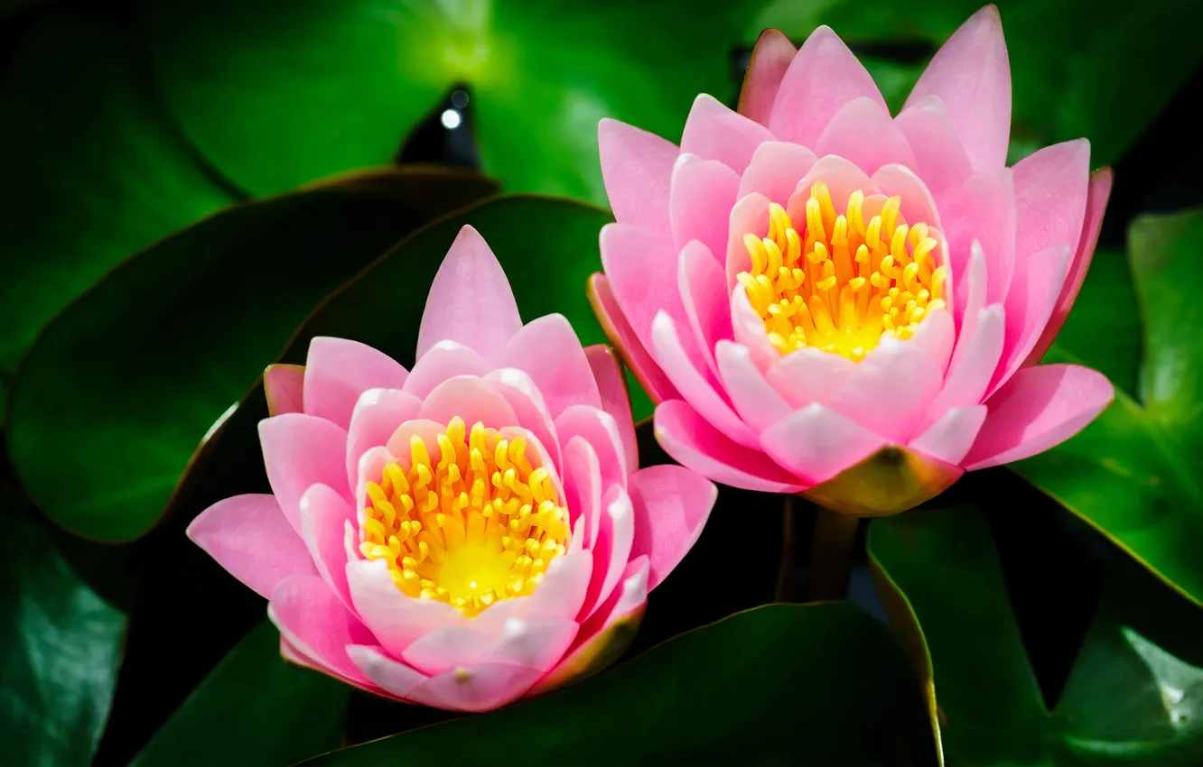 Photo wallpaper leaves, flowers, Lotus, Lily, pink