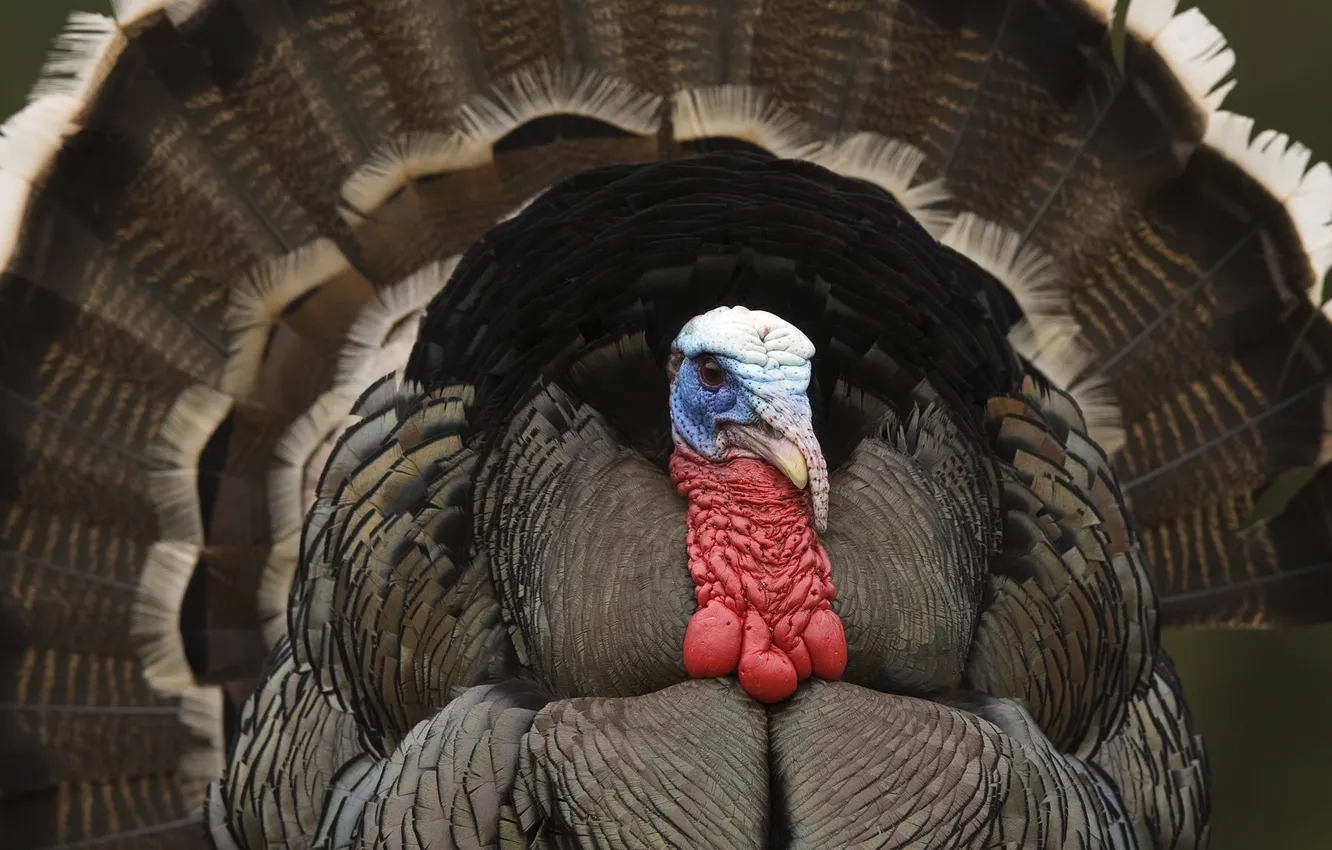 Photo wallpaper Wallpaper, bird, turkeys