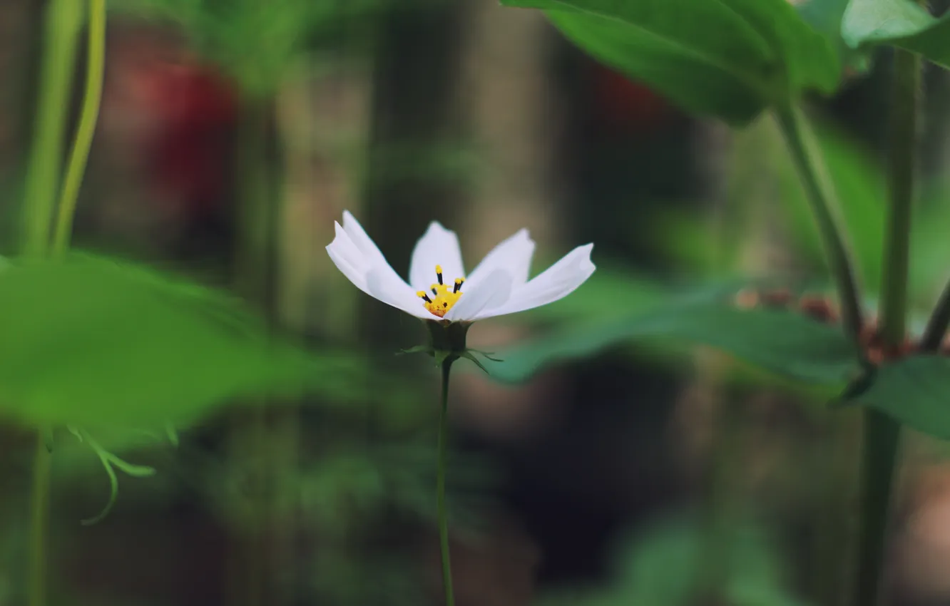 Photo wallpaper grass, macro, flowers, chamomile, flowers, little flower