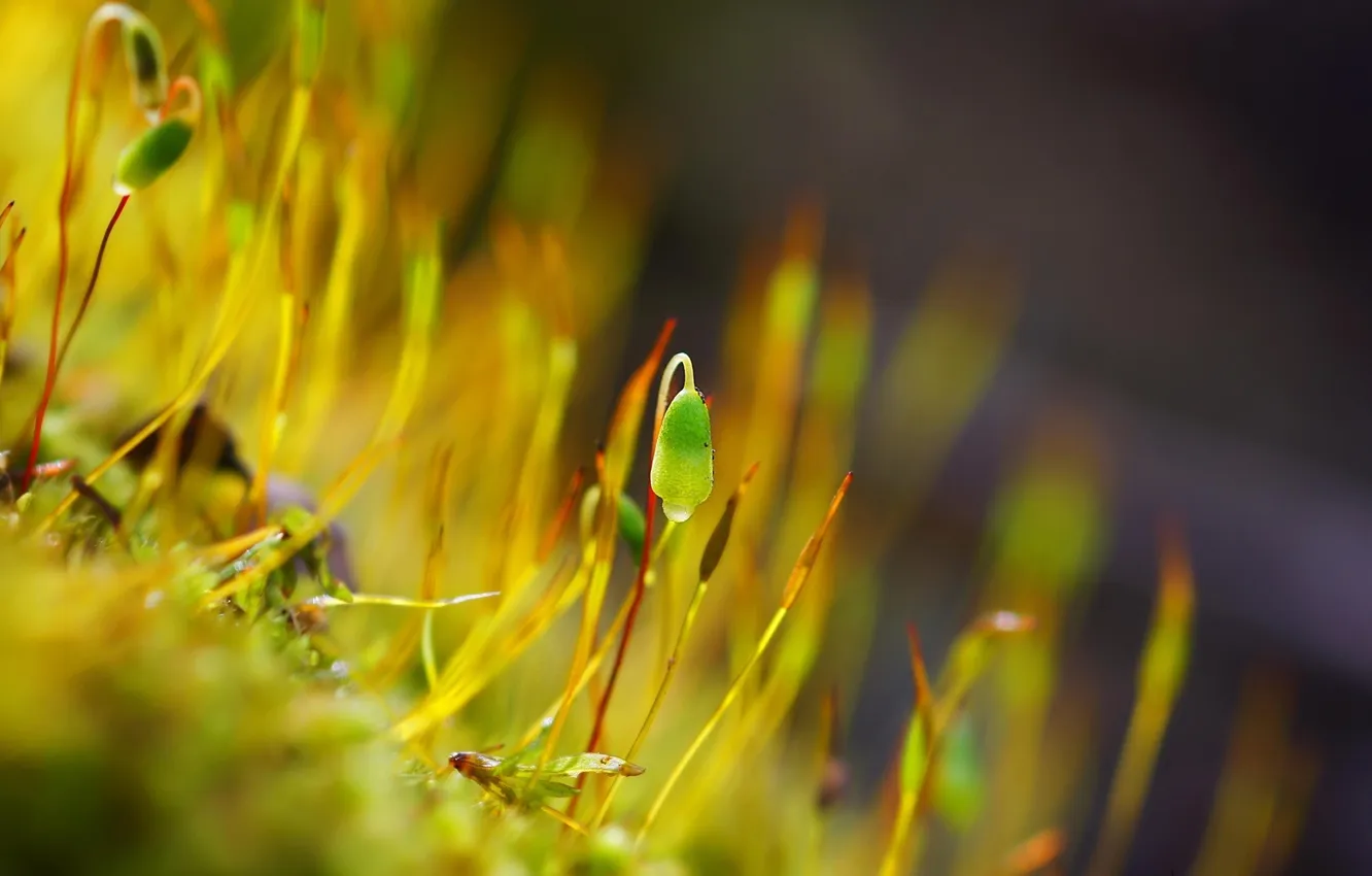 Photo wallpaper moss, blooms, like