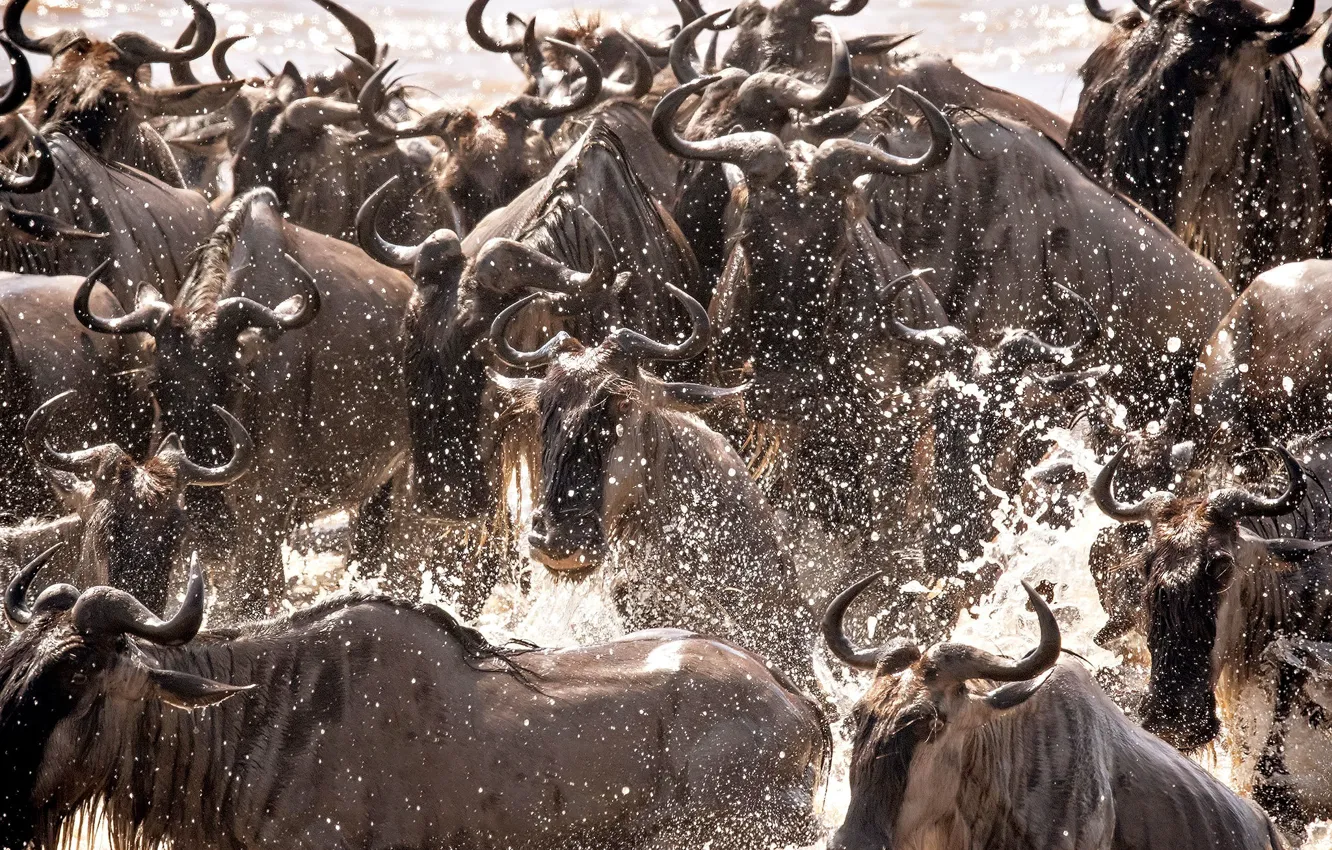Photo wallpaper squirt, Africa, crossing, the herd, Tanzania, Wildebeest