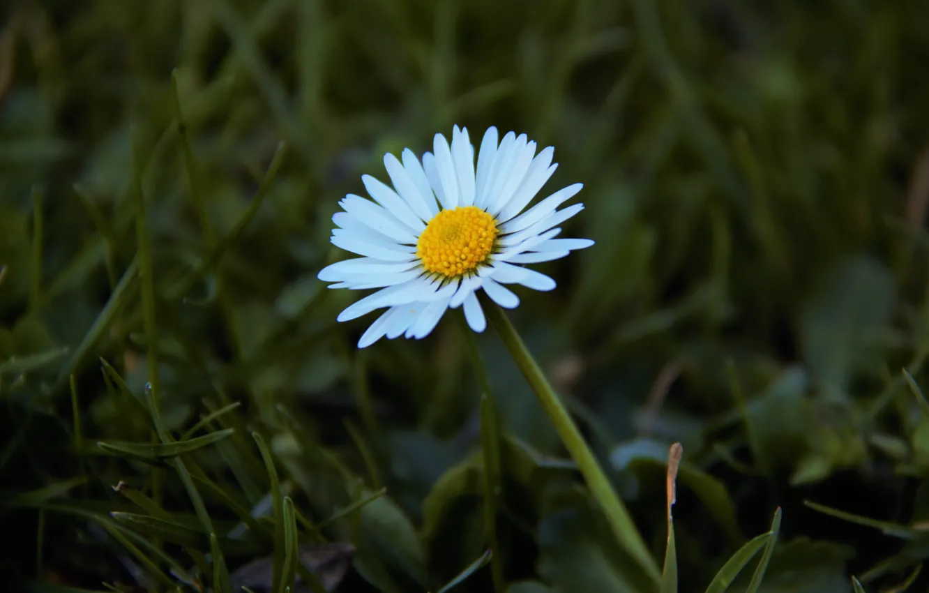 Photo wallpaper flower, grass, glade, spring, mini, Daisy