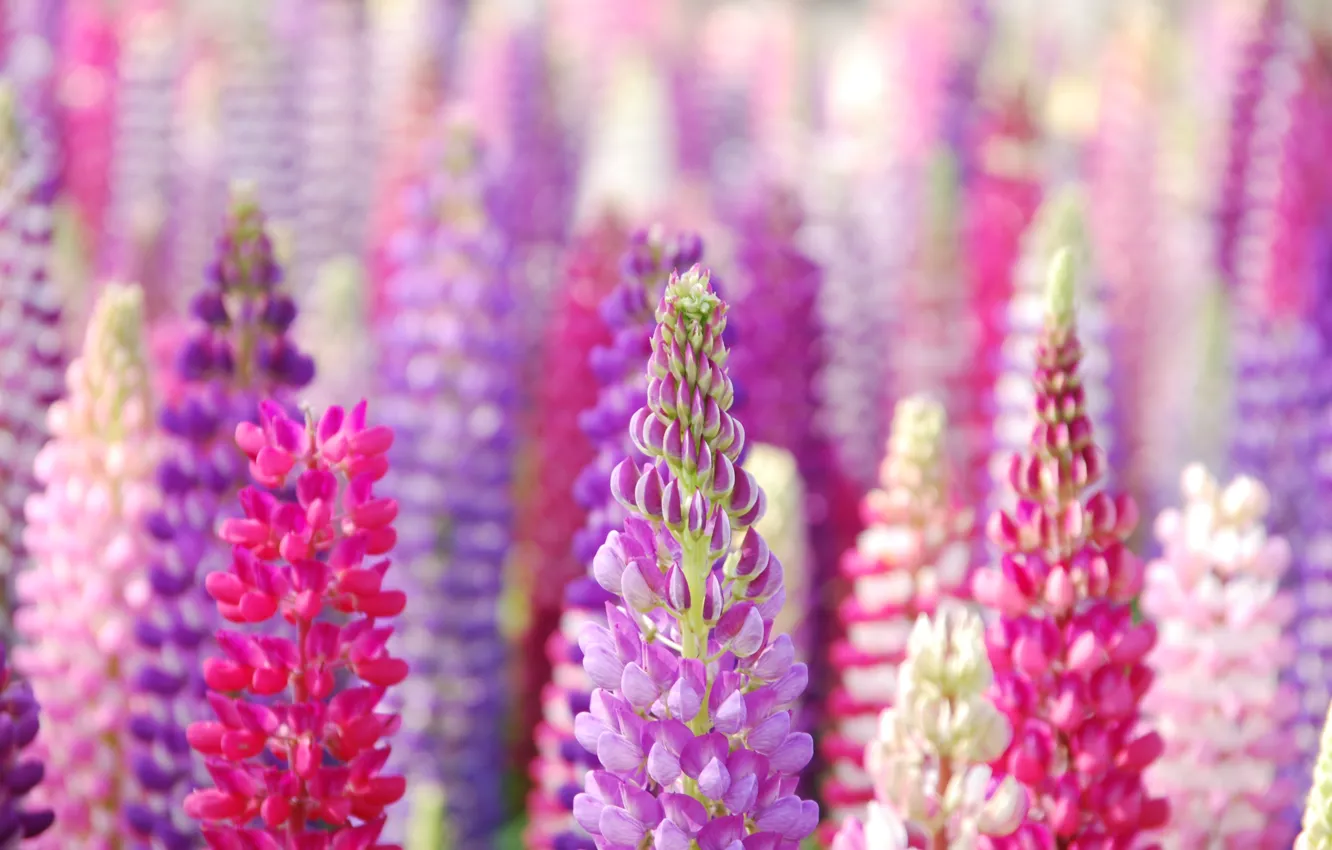 Photo wallpaper purple, flowers, blue, up, pink