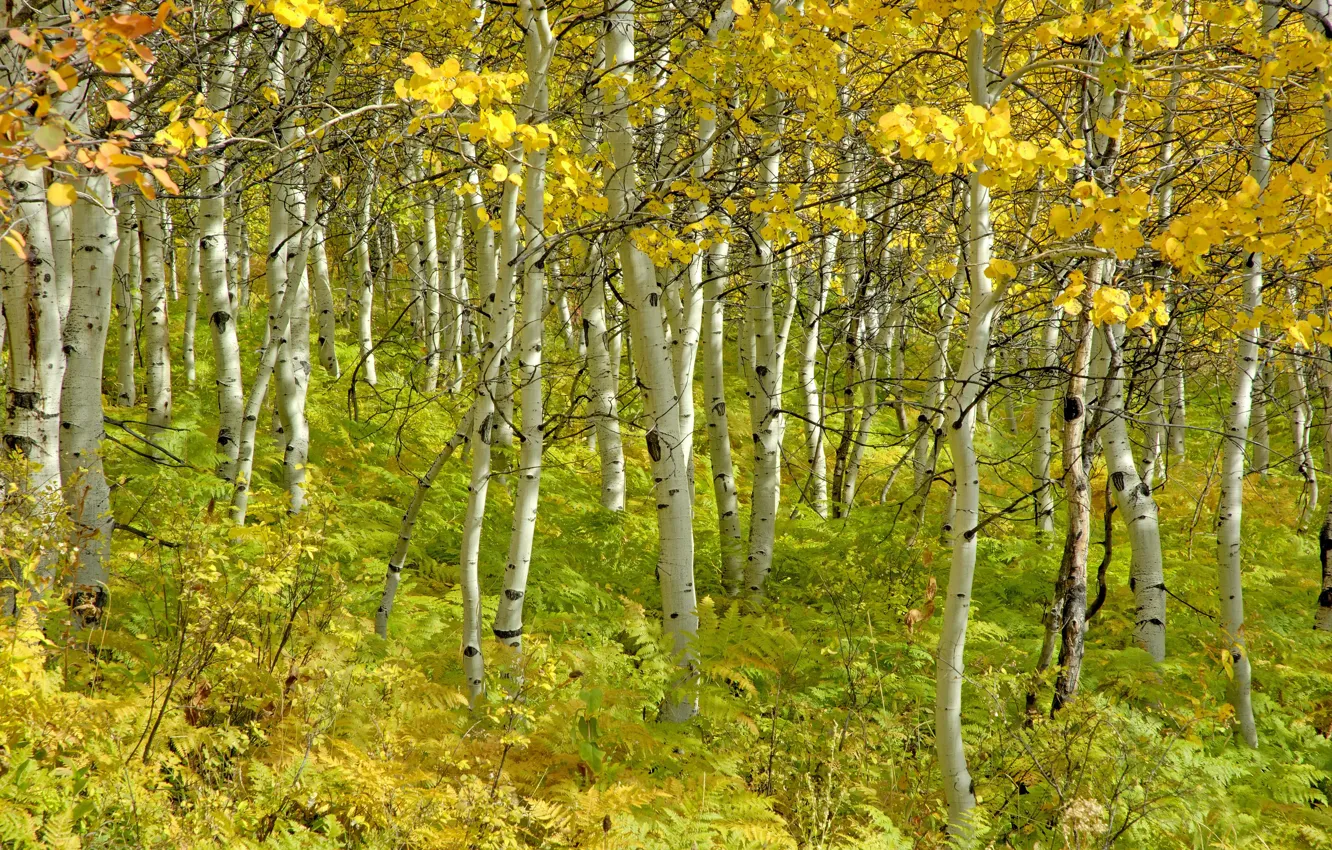 Photo wallpaper autumn, trees, beauty, birch, grove