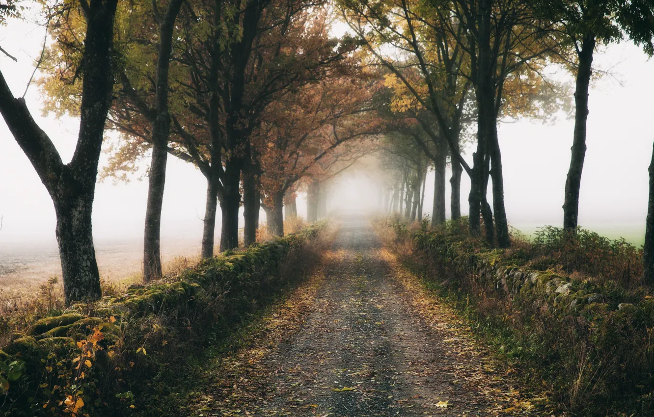 Photo wallpaper road, autumn, fog