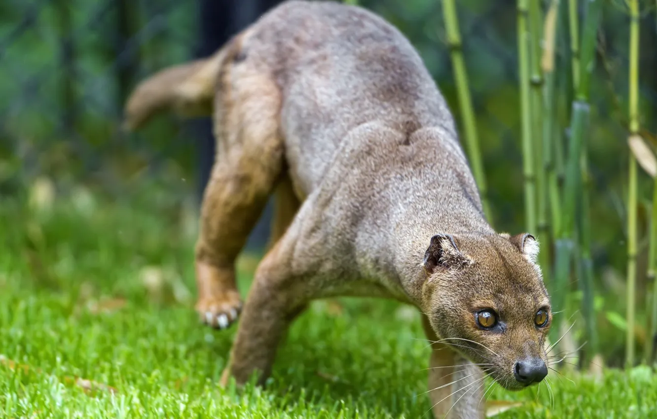 Photo wallpaper grass, Fossa