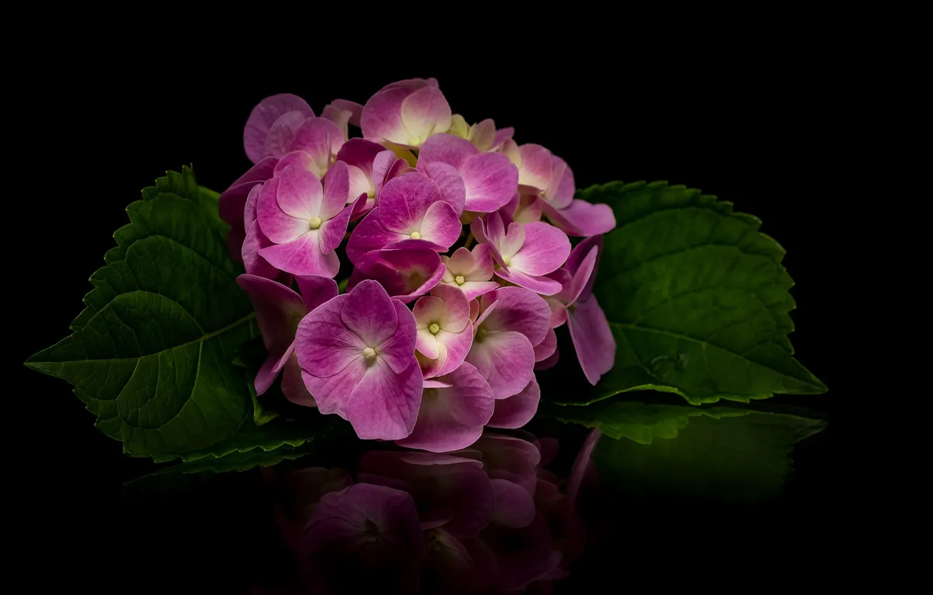 Photo wallpaper reflection, pink, hydrangea