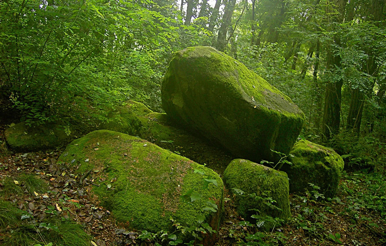 Photo wallpaper green, moss, Stones