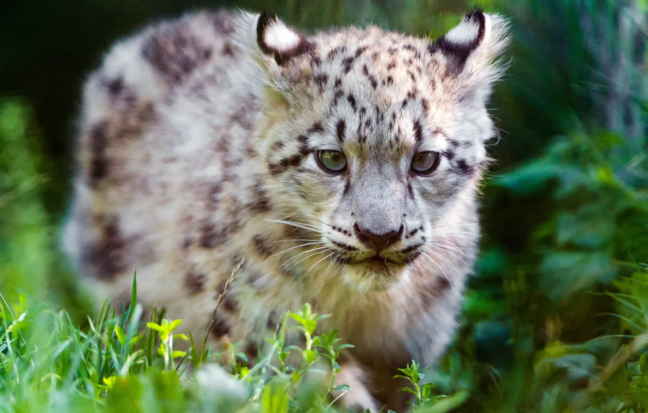 Photo wallpaper grass, eyes, face, cats, kitty, portrait, baby, snow leopard