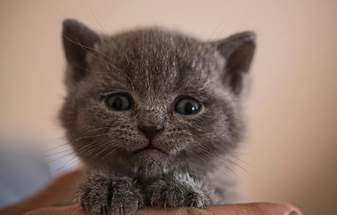 Photo wallpaper look, macro, kitty