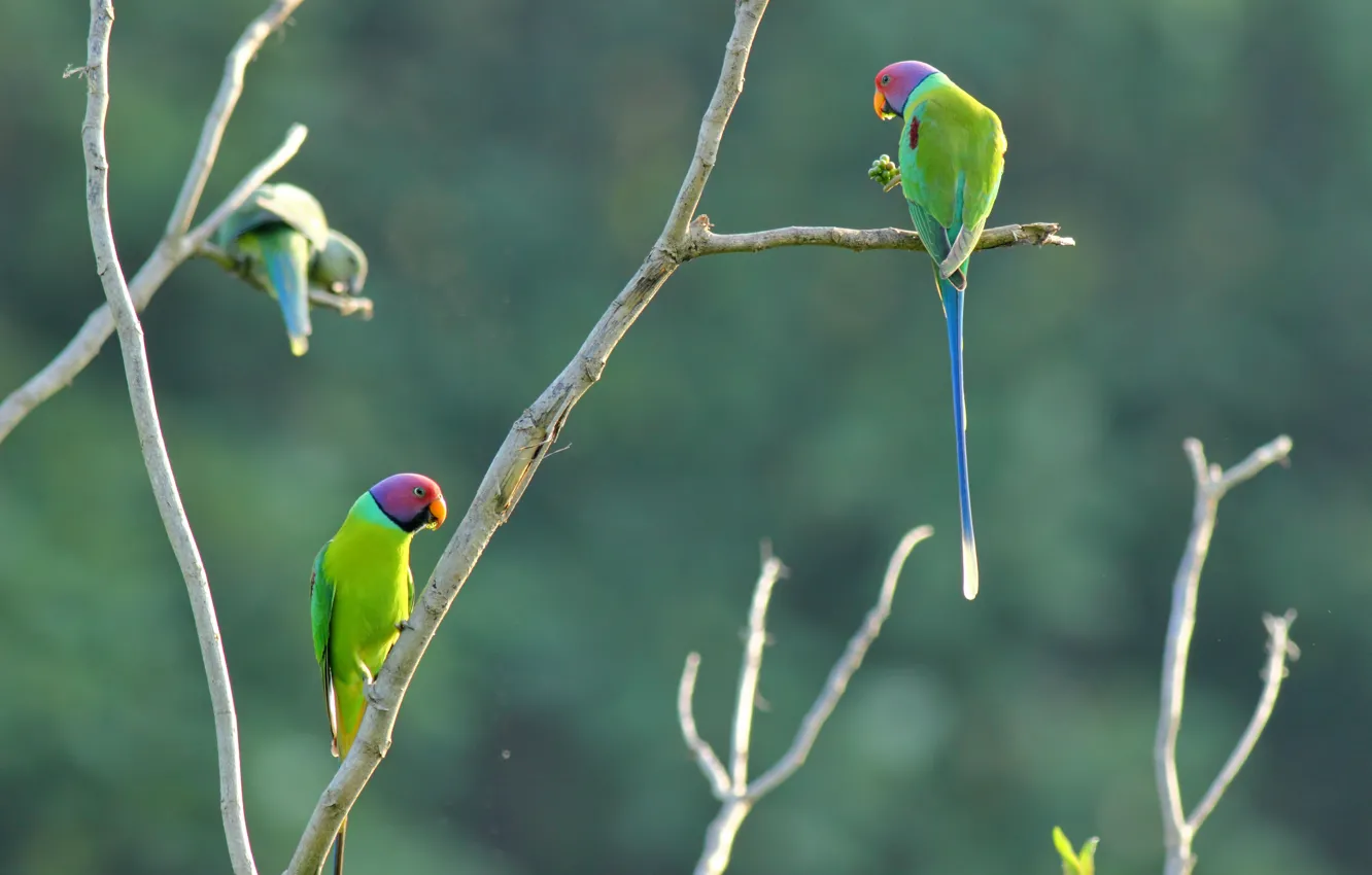 Photo wallpaper color, parrot, branches
